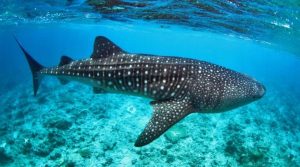 Valhaj under vatten fotograferad på en resa till maldiverna