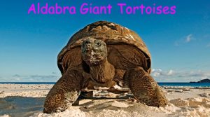 Jättelandsköldpadda som visar sig för turister under en resa till Seychellerna