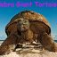 Jättelandsköldpadda som visar sig för turister under en resa till Seychellerna