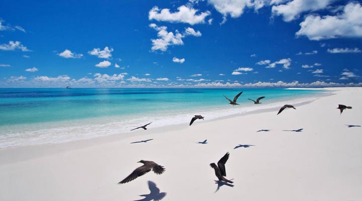 Fåglar som flyger på en kritvit strand på Seychellerna
