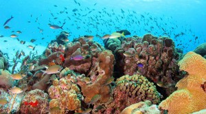 Lions Diving Fishes Curacao | Skräddarsydda Indcen Resor