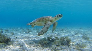 Lions Diving Turtle Curacao | Skräddarsydda Indcen Resor