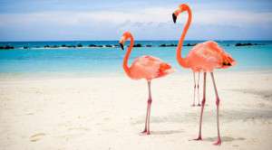 Aruba Flamingos - Indcen Resor